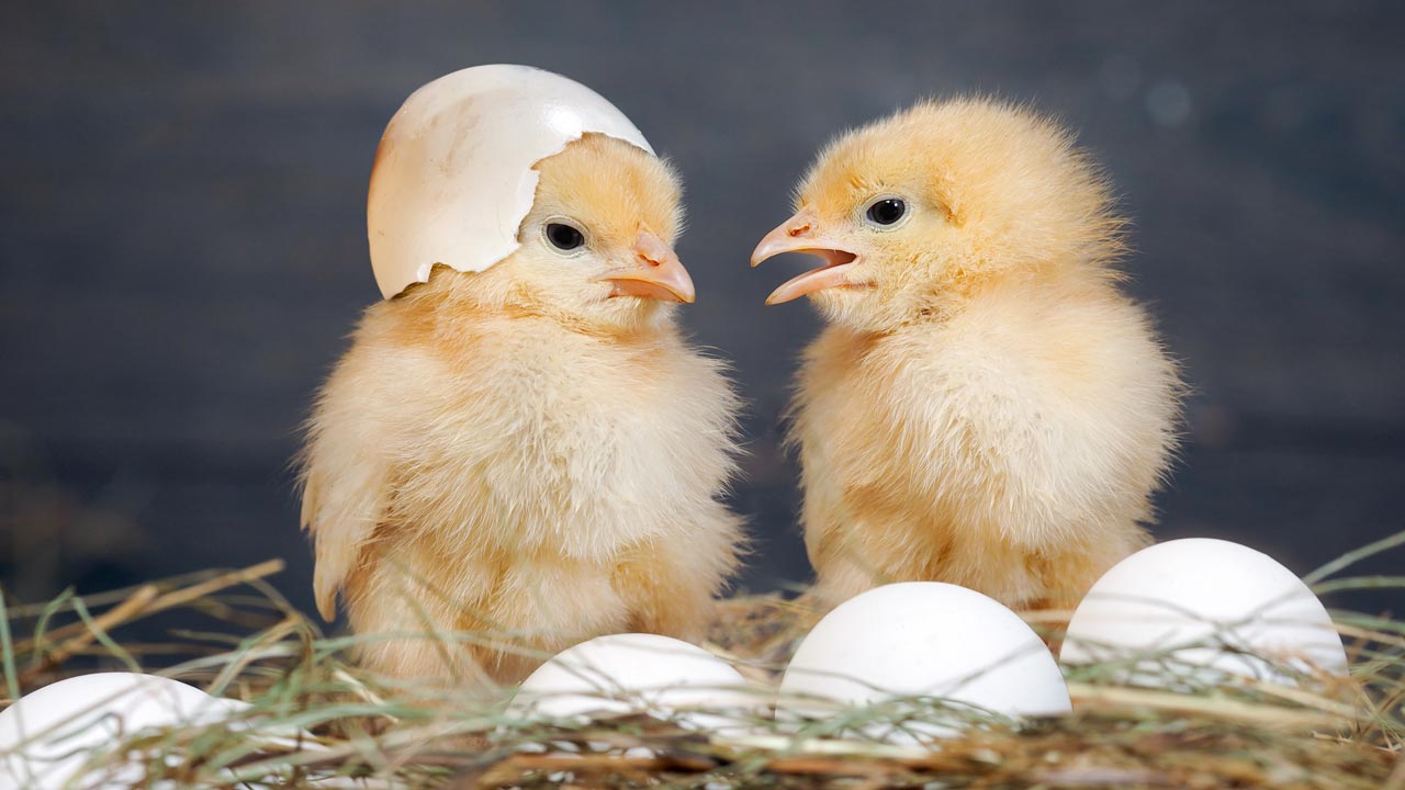 Küken «Netto» schlüpft überraschend aus Supermarkt-Ei