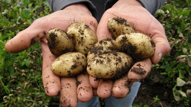 Kartoffeln in München selbst klauben