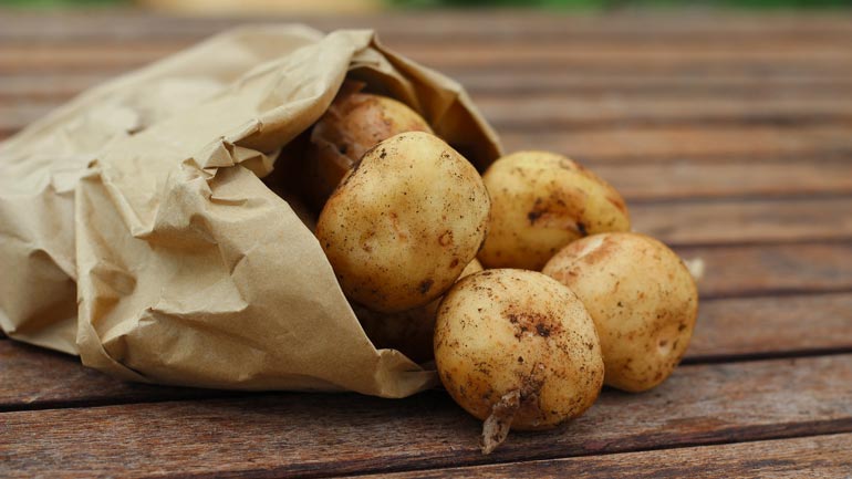 Kartoffeln in München selbst klauben