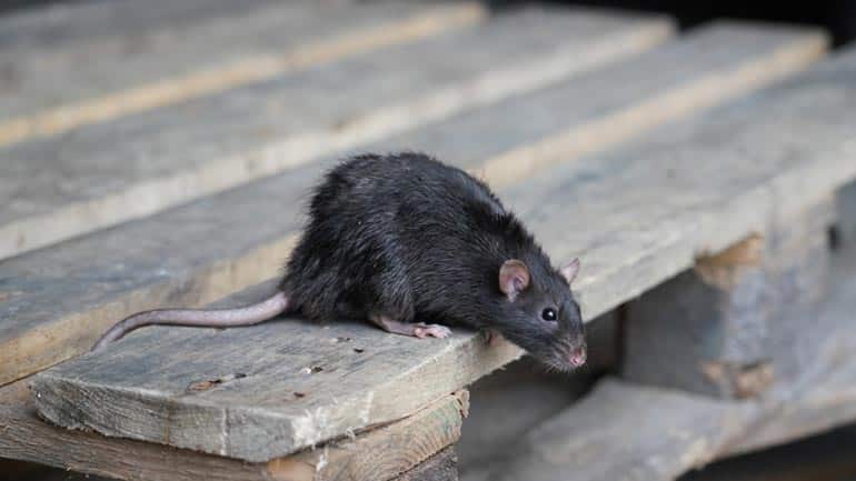 Ratten-Hochsaison in München: Das solltest du beachten