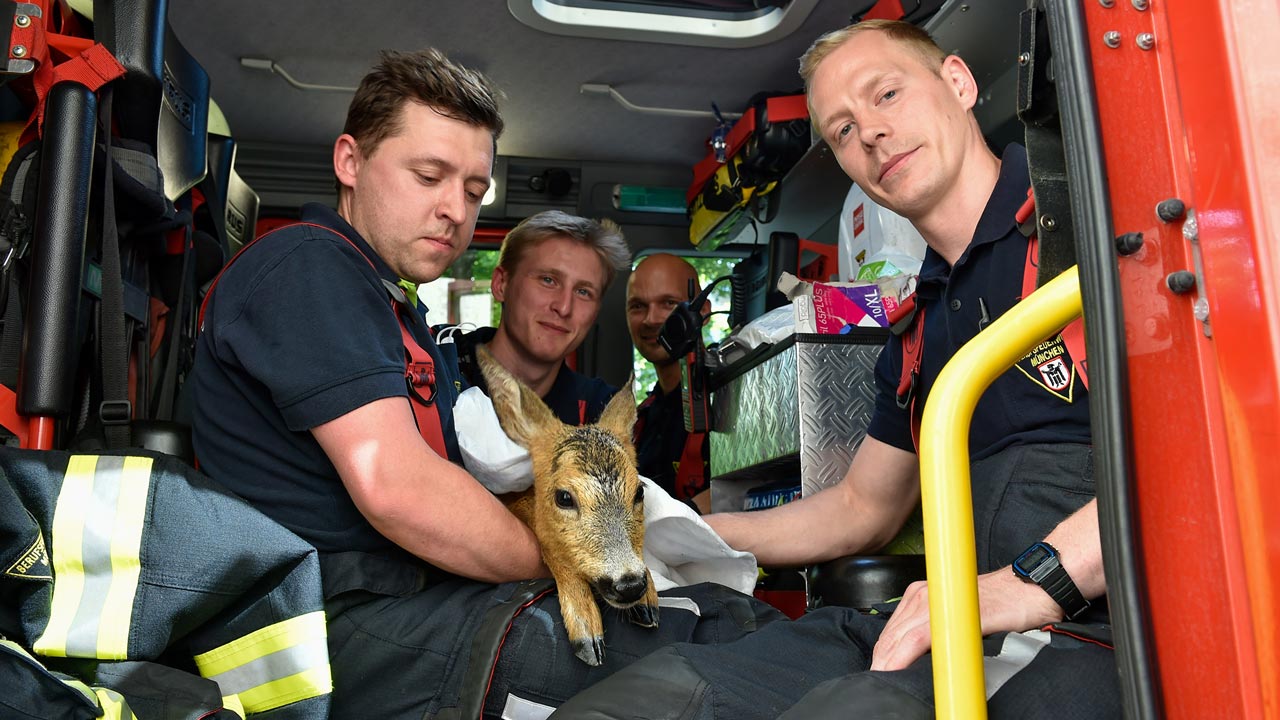 Münchner Feuerwehr birgt erschöpftes Reh aus Bach – mit Happy-End