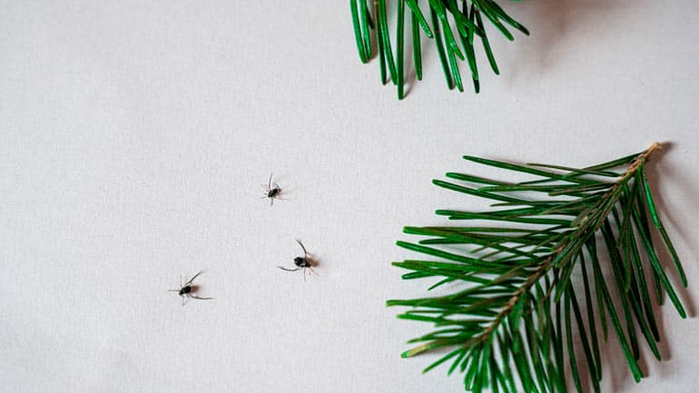Bis zu 25.000 Insekten im Christbaum