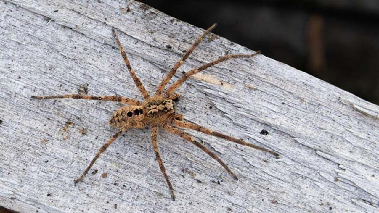 Funde unbedingt melden: Gift-Spinne breitet in Deutschland aus