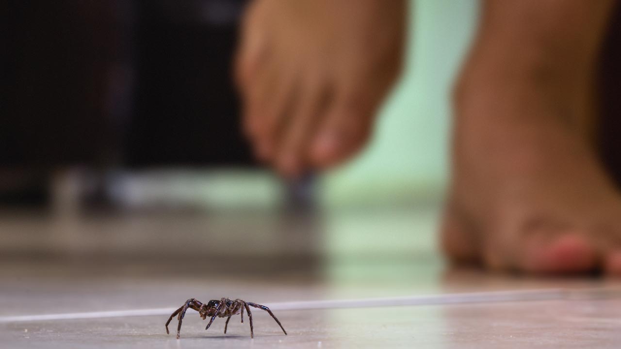 Kommen zu bestimmten Zeiten rein: Wie hält man Spinnen vom Zuhause fern?