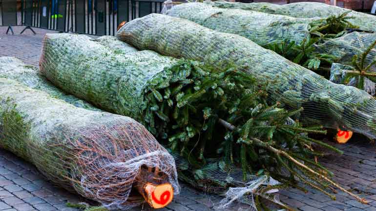 Werden wegen Corona Weihnachtsbäume dieses Jahr teurer?