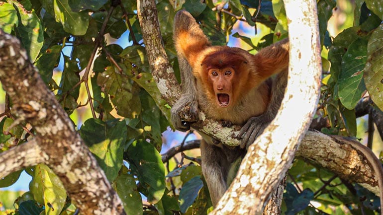 Comedy Wildlife Photography: Stimme jetzt für die lustigsten Tierfotos des Jahres ab