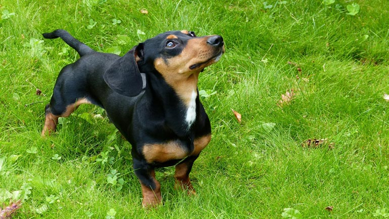 Pläne: Kommt jetzt die Gassi-Pflicht für Hundehalter?