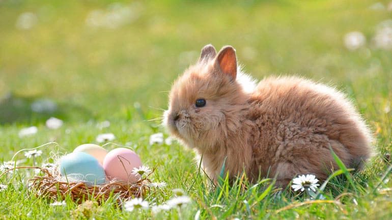 Lustiger Tweet: Ist der Osterhase auch von der Ausgangsbeschränkung betroffen?