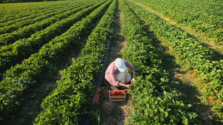 Erdbeeren selbst pflücken hilft bayerischen Bauern