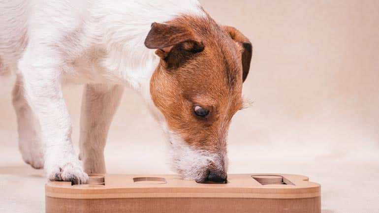 Hunde können Corona erschnüffeln