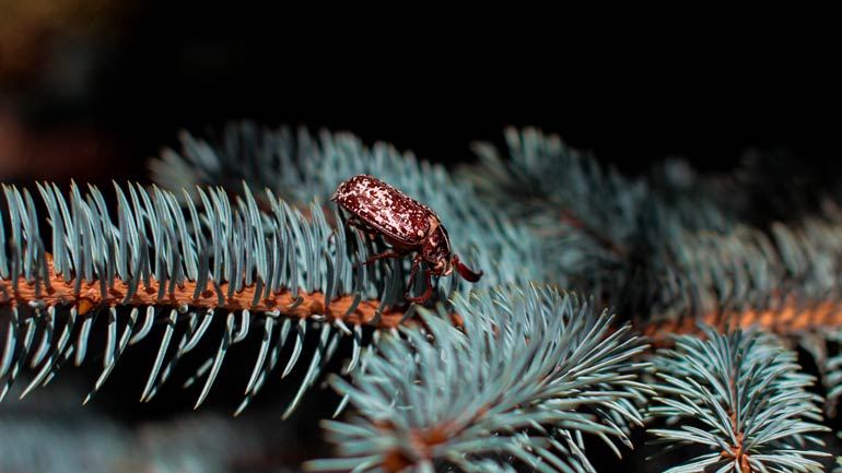 Bis zu 25.000 Insekten im Christbaum