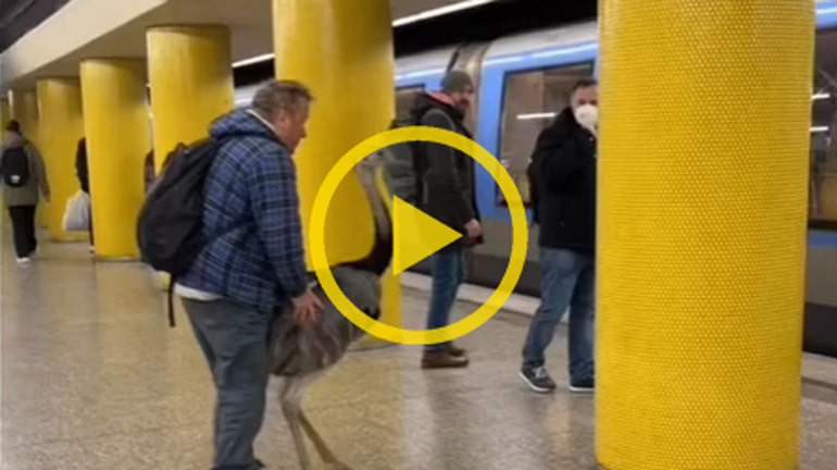 Das musst du sehen: Tierischer Mitfahrer in Münchner U-Bahn