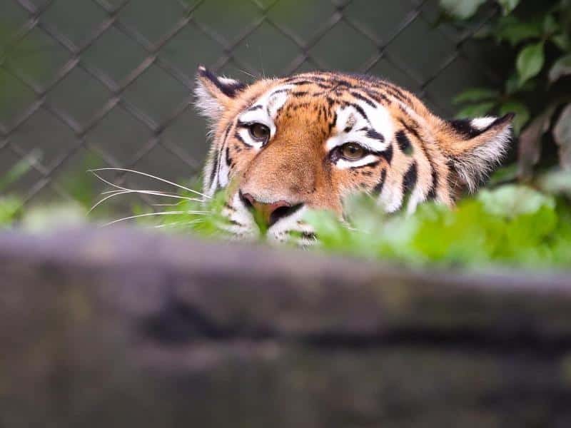 Coronavirus bei Tiger in New Yorker Zoo nachgewiesen