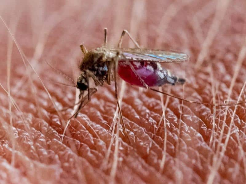 Können Stechmücken das Coronavirus übertragen?