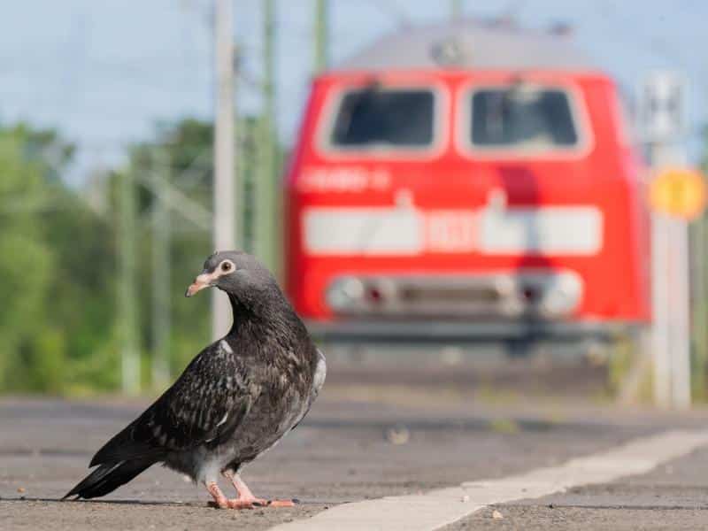 Streik beendet – Bahn kehrt zum normalen Fahrplan zurück