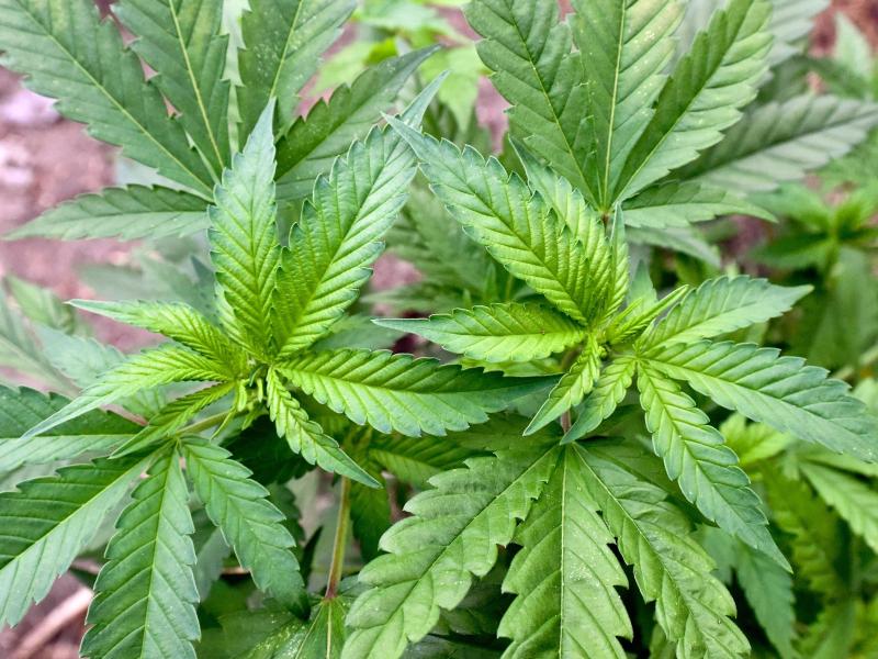 Legalisierung? Ampel beschäftigt sich mit kontrollierter Cannabis-Abgabe