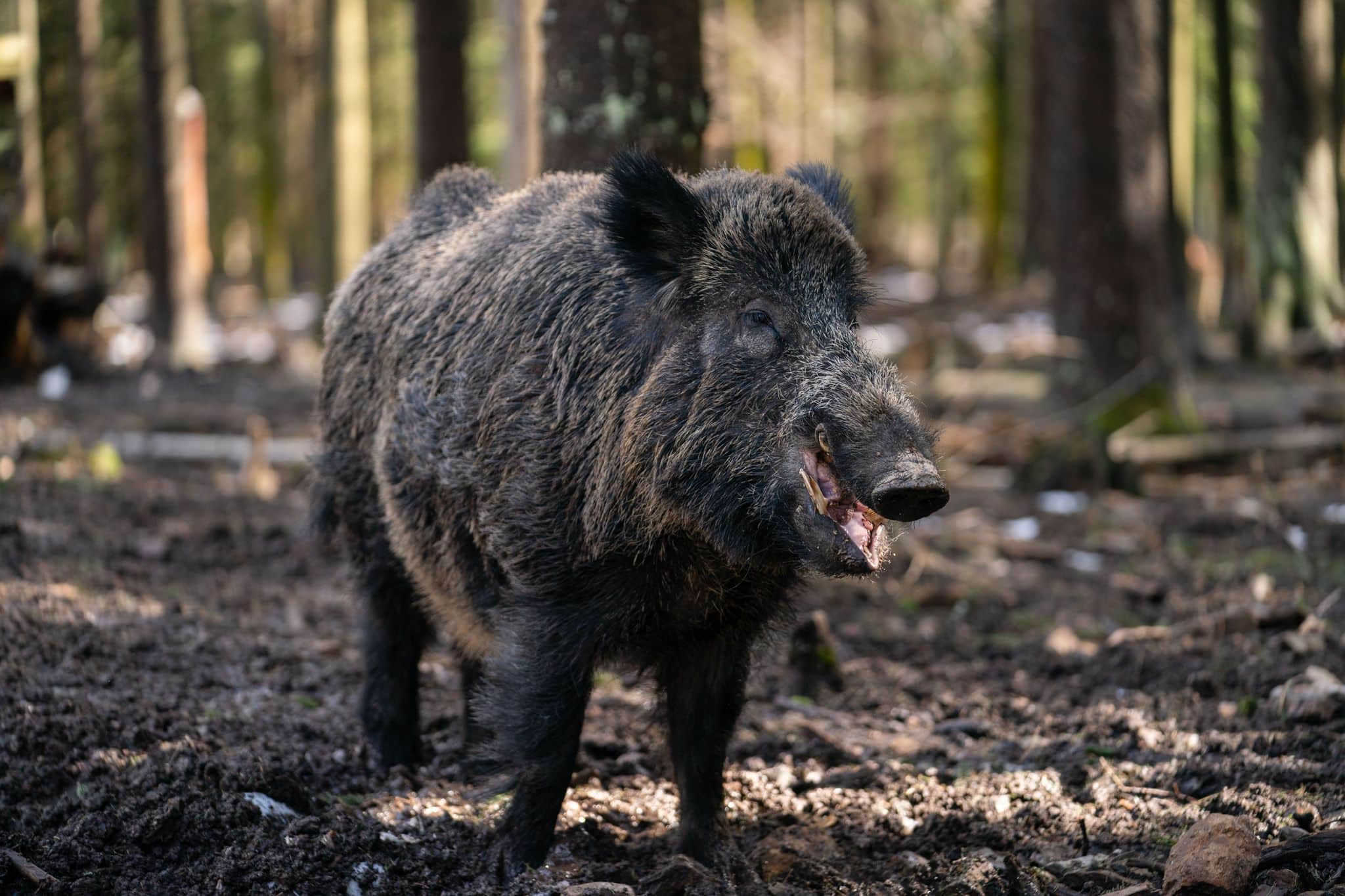 Bayerisches Wildschwein soll nicht länger «Putin» heißen