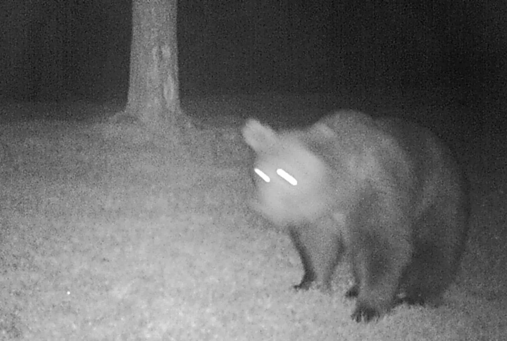 Braunbär in oberbayerischem Landkreis gesichtet