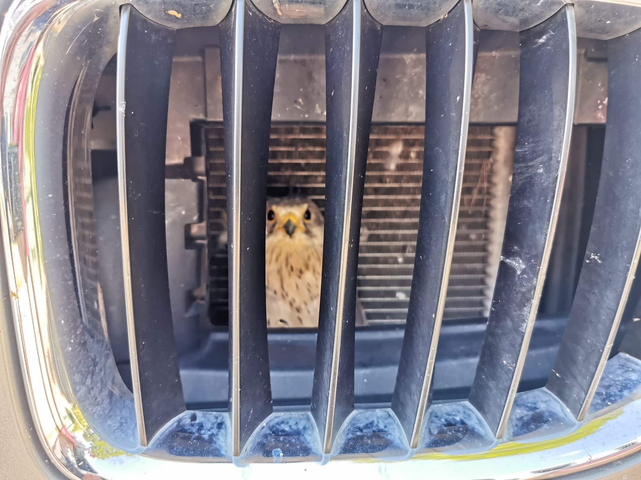 Falke überlebt Unfall mit Auto – hinter dem Kühlergrill