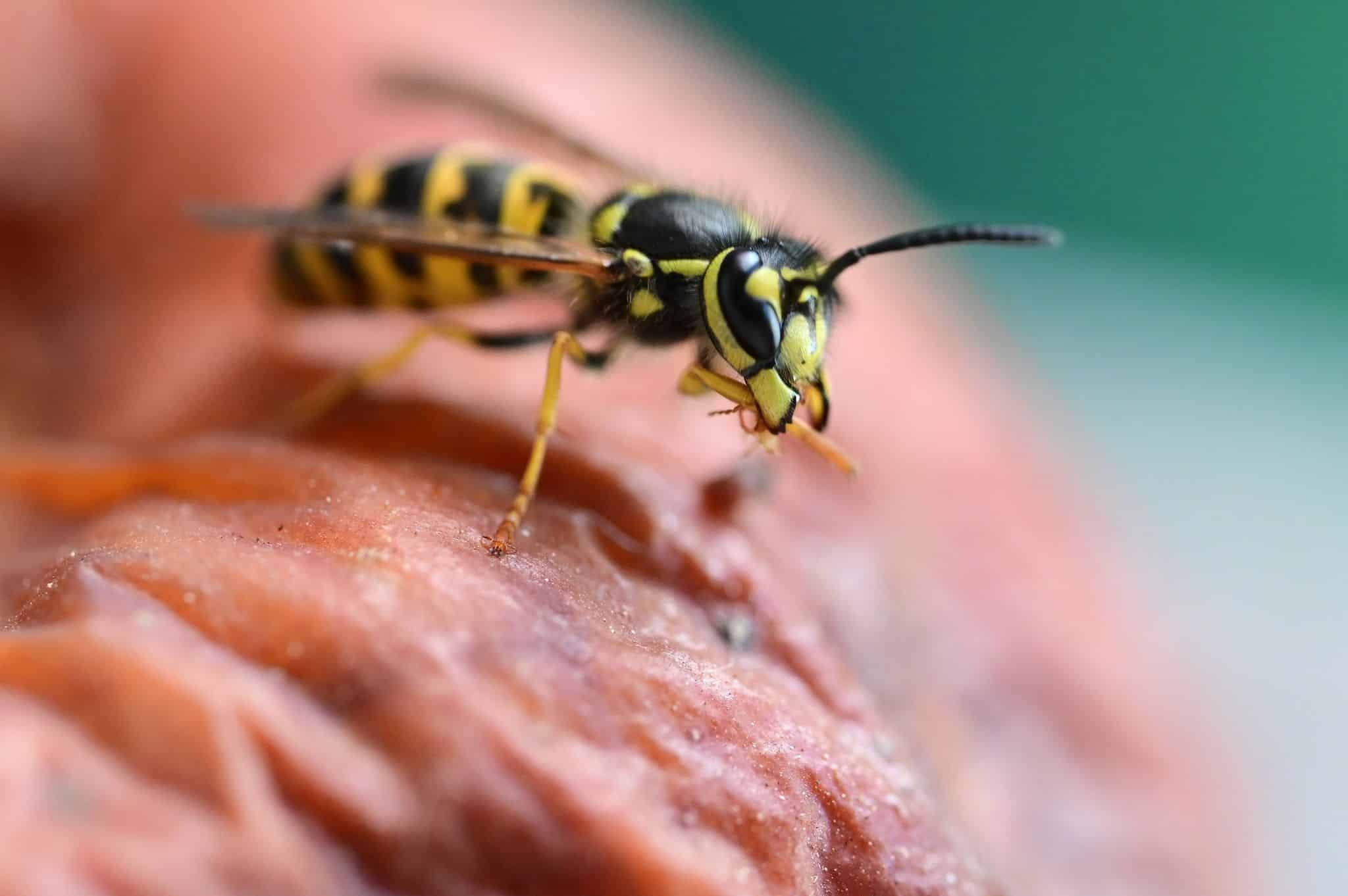 Warum dieses Jahr so viele Wespen unterwegs sind – und wie du dich am besten verhältst