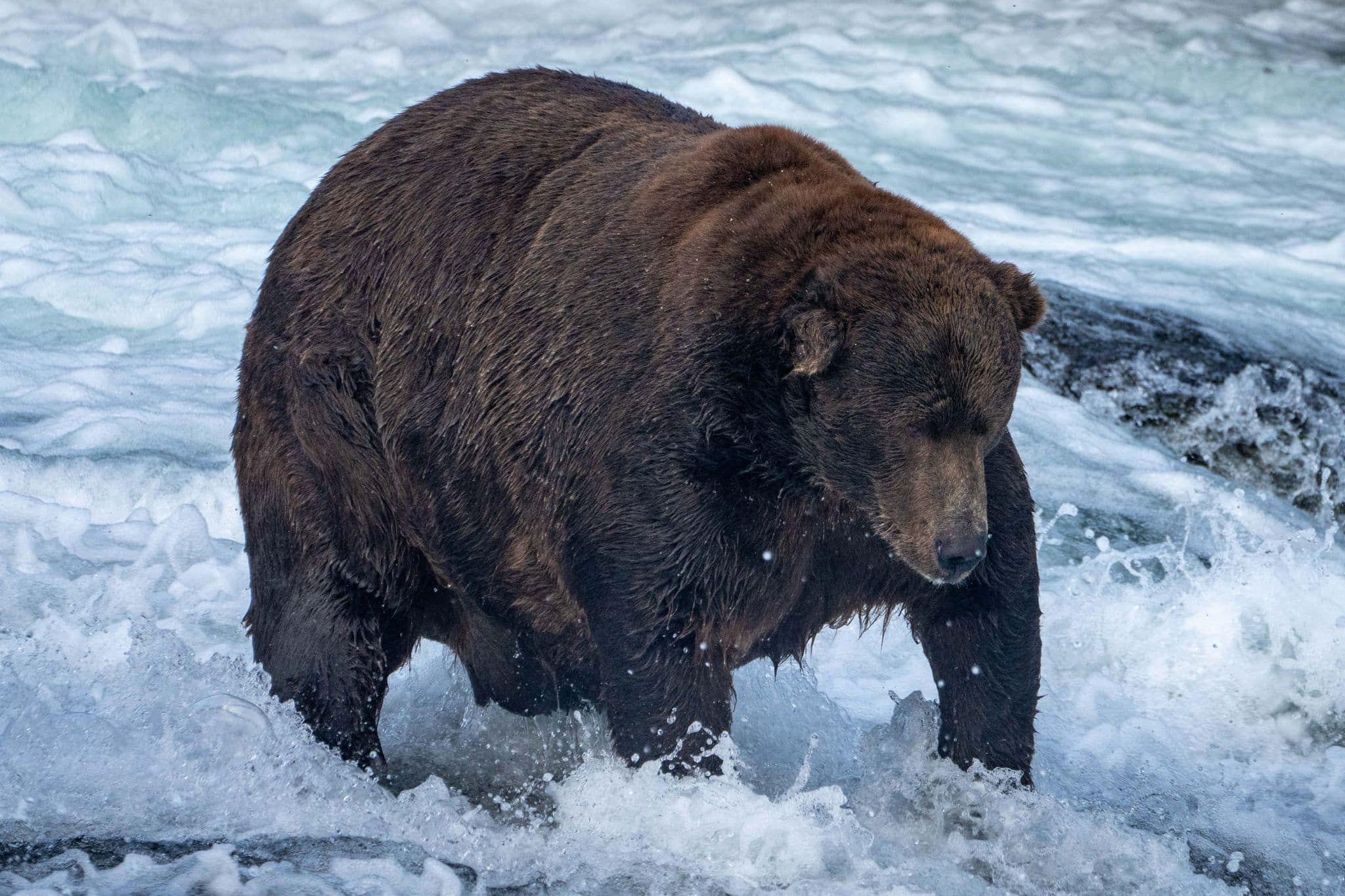 «Fat Bear»-Wahl: «Jumbo Jet» 747 schlägt die Konkurrenz