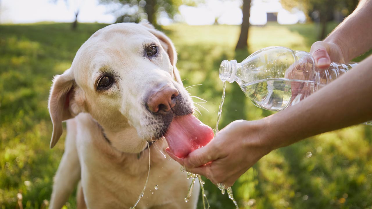 Hitze bei Hunden: So solltest du dich verhalten