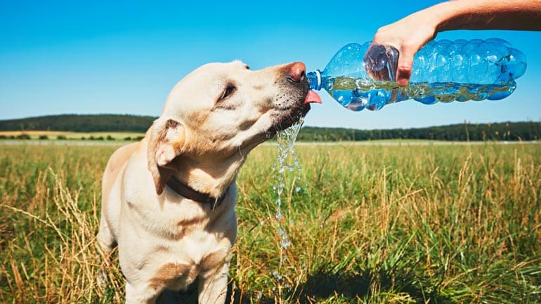 Hitzeschlag beim Haustier – das solltest du wissen
