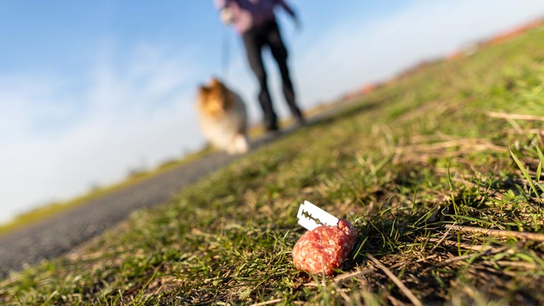 Giftköder-Gefahr in München: Diese App schützt deine Haustiere vor den Fallen
