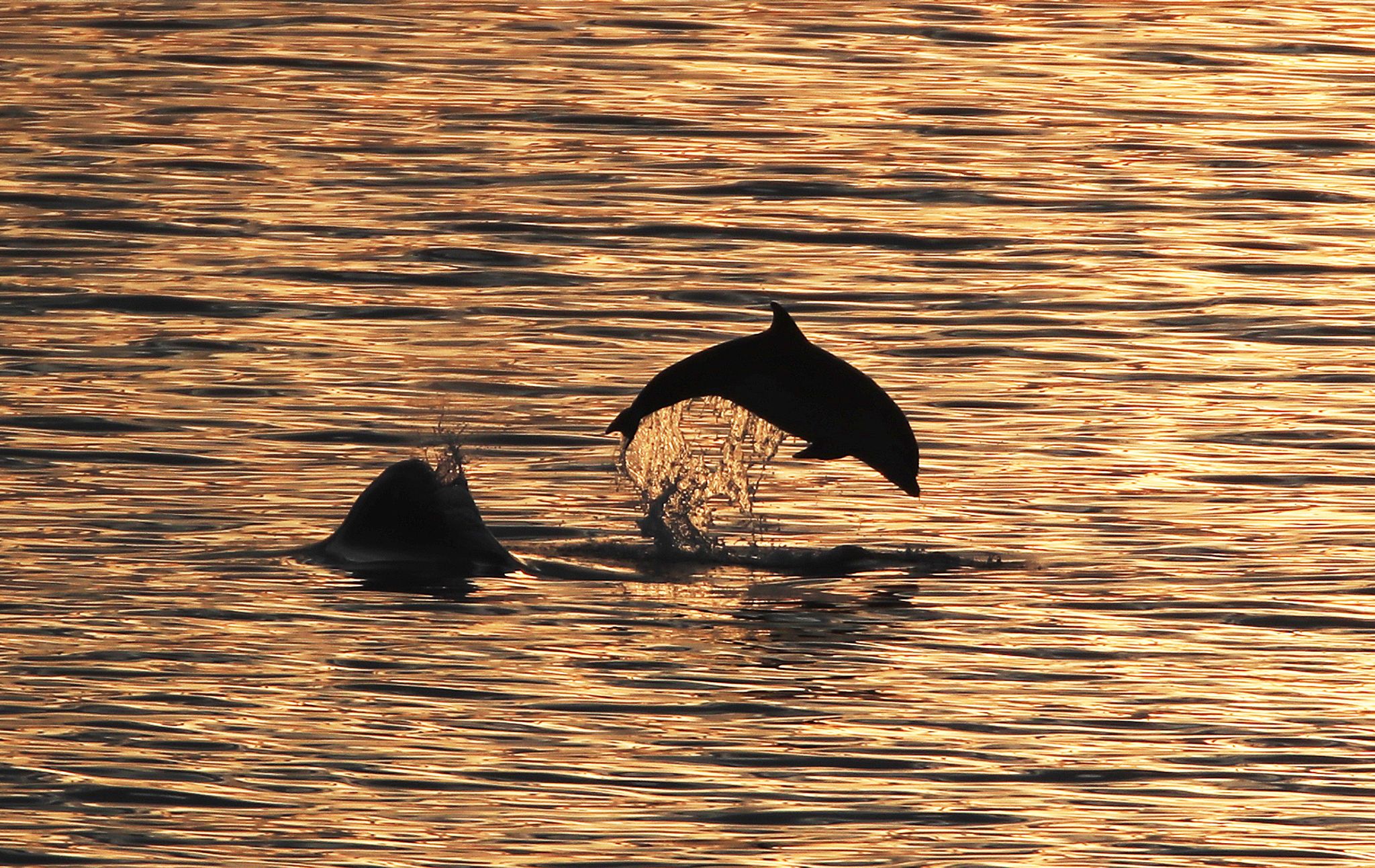 Kuriose Strategie: Russland setzt zum Schutz seiner Flotte auf Delfine