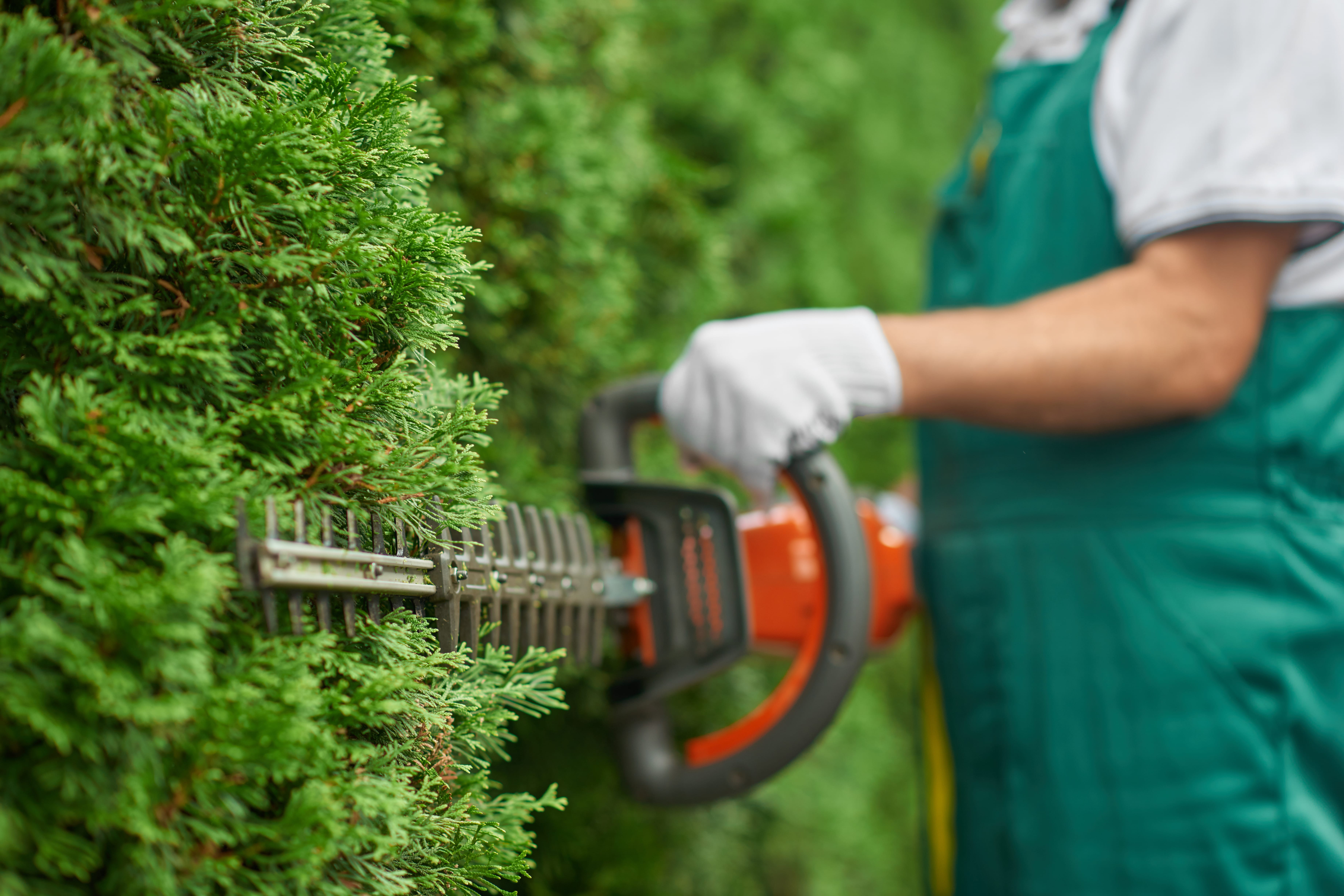 Warum du deine Hecke jetzt nicht mehr schneiden darfst