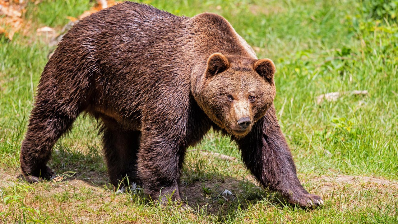 Bärenbegegnung: So solltest du dich im Ernstfall verhalten