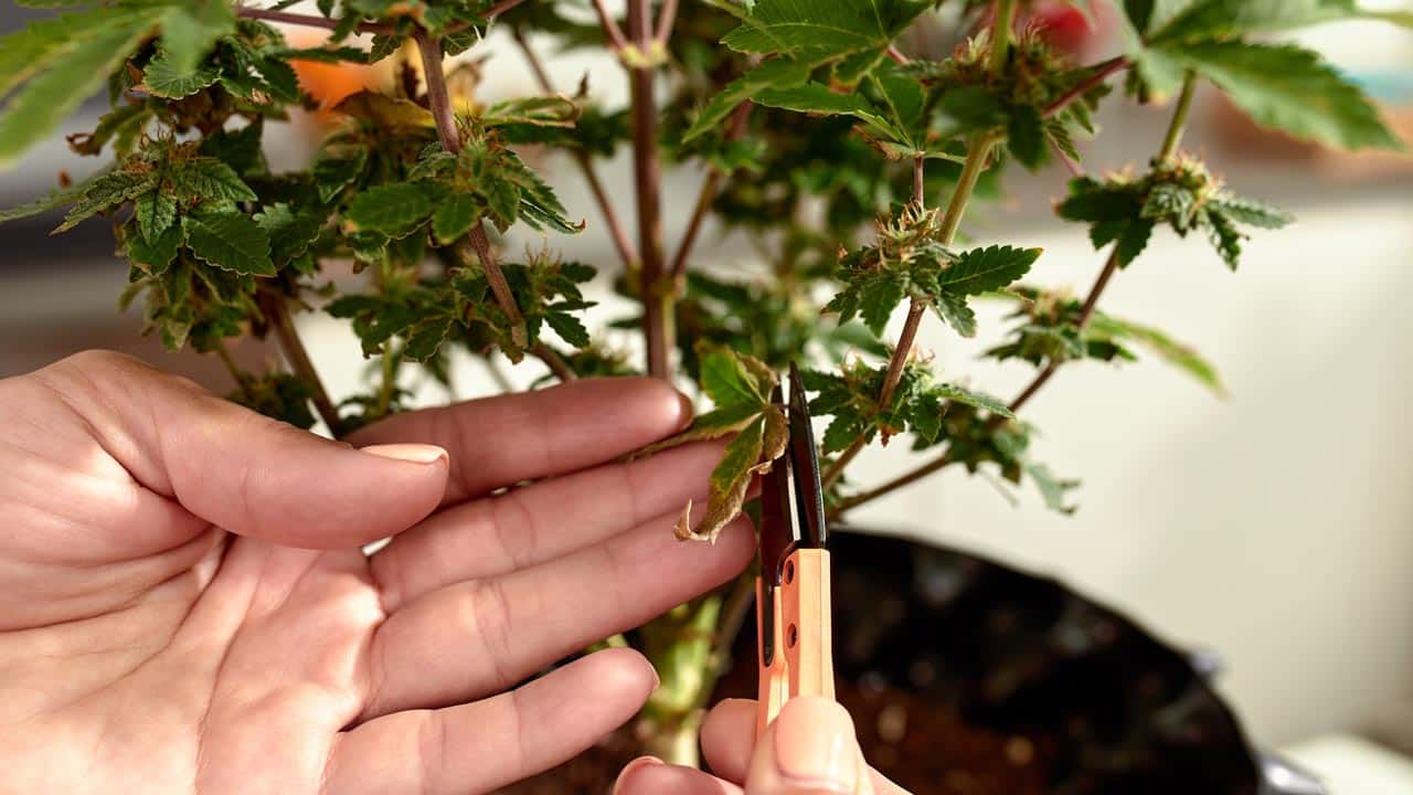 Cannabis-Legalisierung soll in zwei Schritten erfolgen
