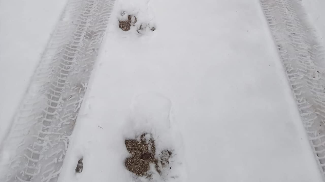 Sind das die Spuren des Bären in Oberbayern?