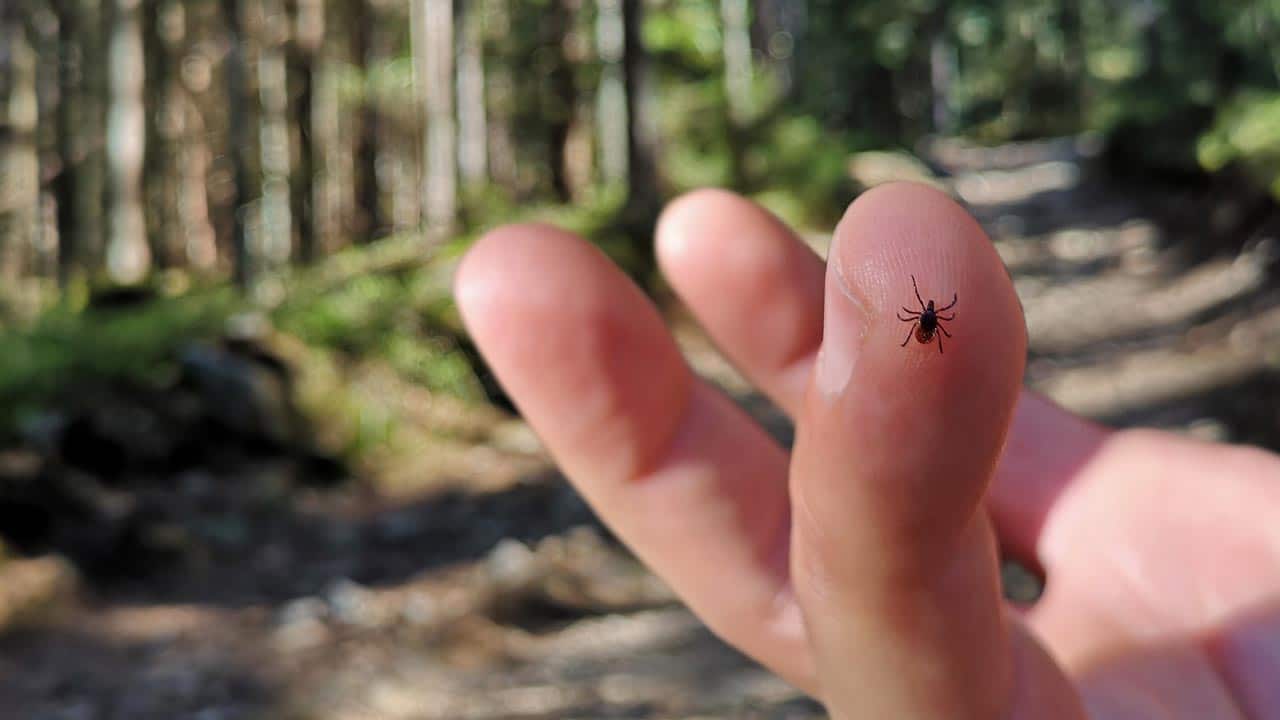 Wie du dich vor Zecken schützen kannst