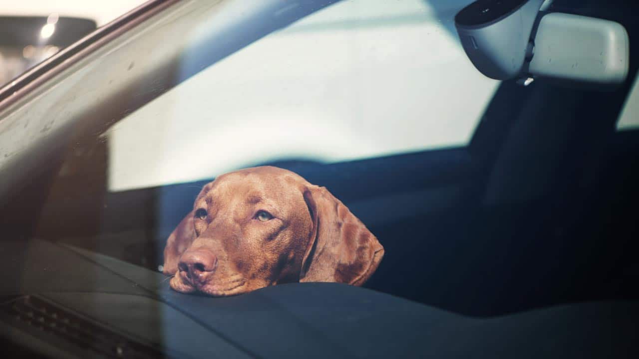 Darf ich Fensterscheiben einschlagen, um Hunde aus heißen Autos zu retten?