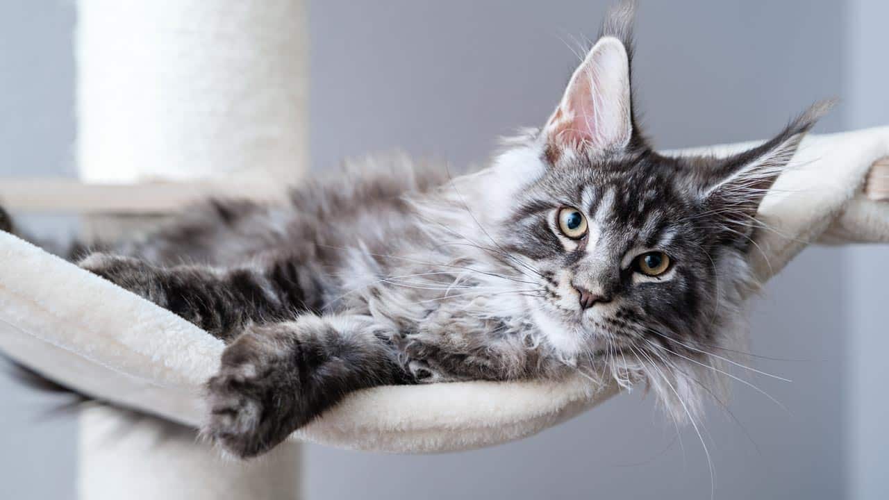 Catmodel Contest: Europas fotogenste Katze wird gesucht