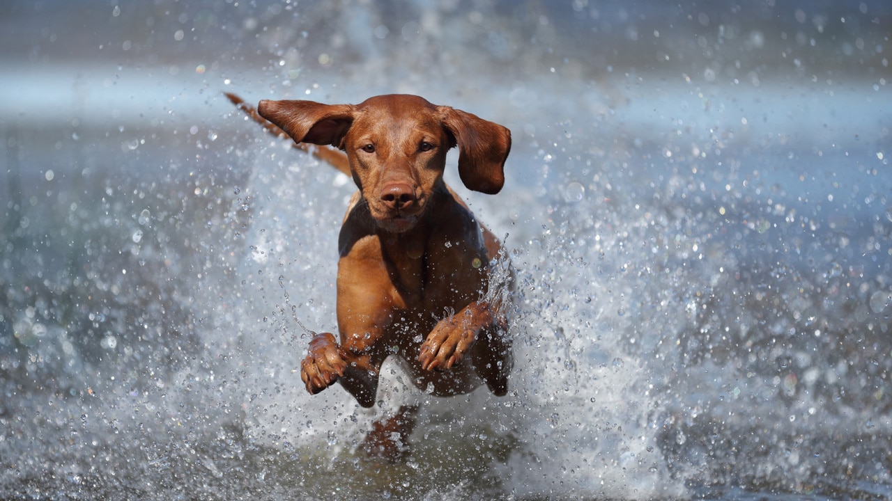 Badeseen für Hunde rund um München