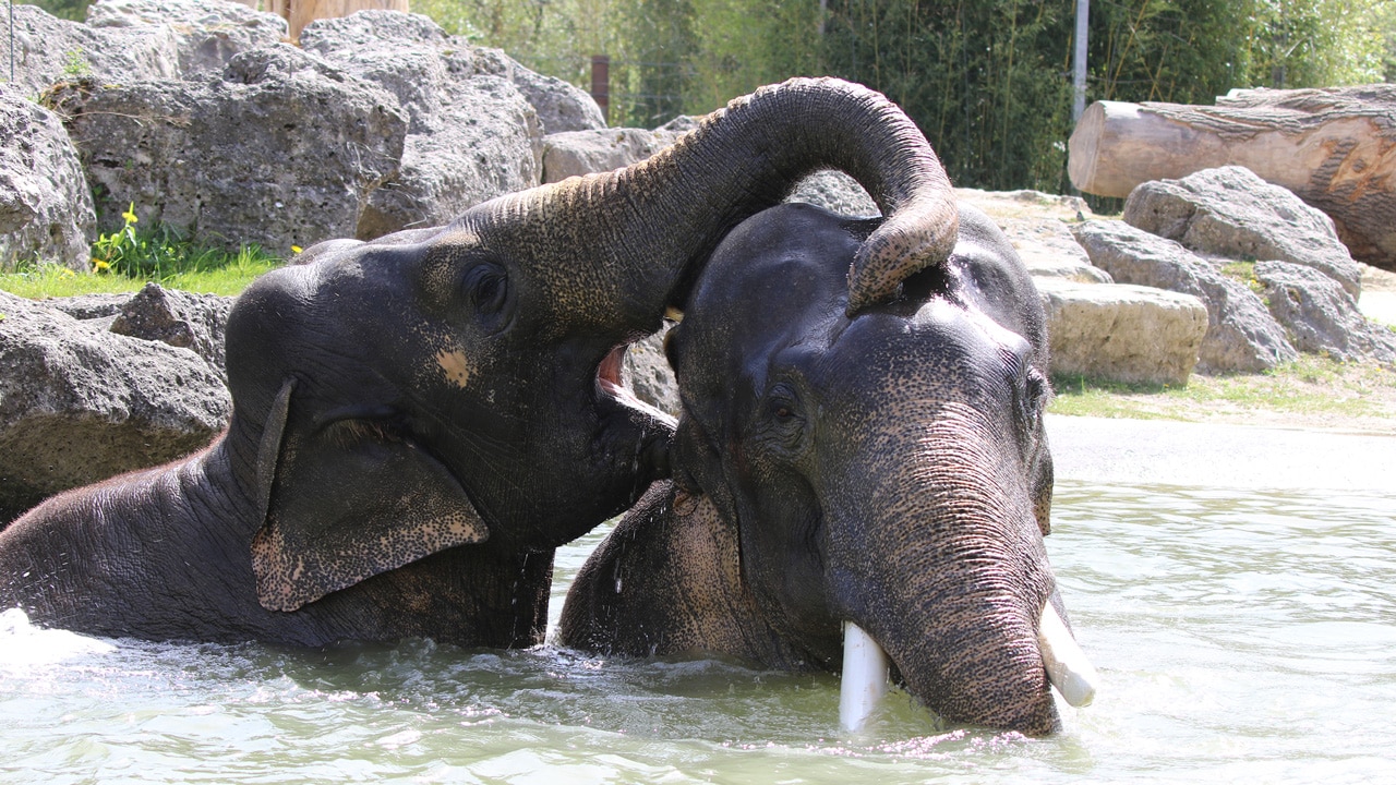 Elefanten-beim-Baden_Hellabrunn_2019_Marco-Wetzel