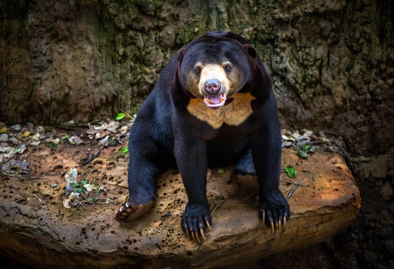 «Komischer» Bär wirft Fragen auf: Betrügt hier ein chinesischer Zoo?