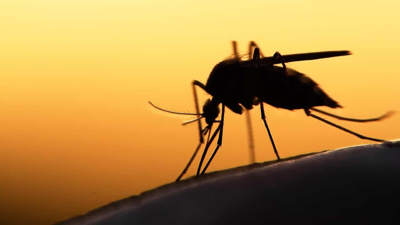 So findest du sie: Tipps und Tricks für die Mückenjagd