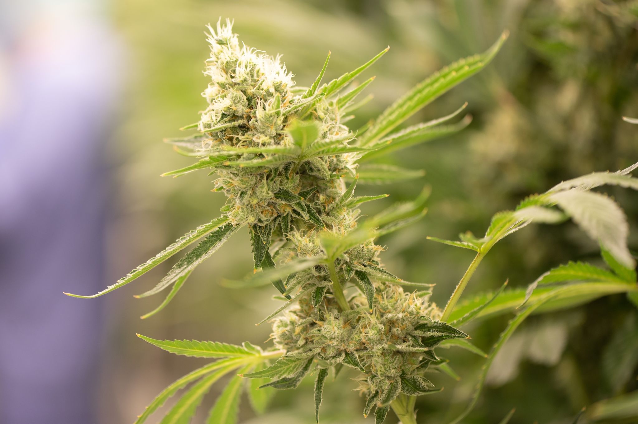 Wie die Bundesregierung Cannabis legalisieren will