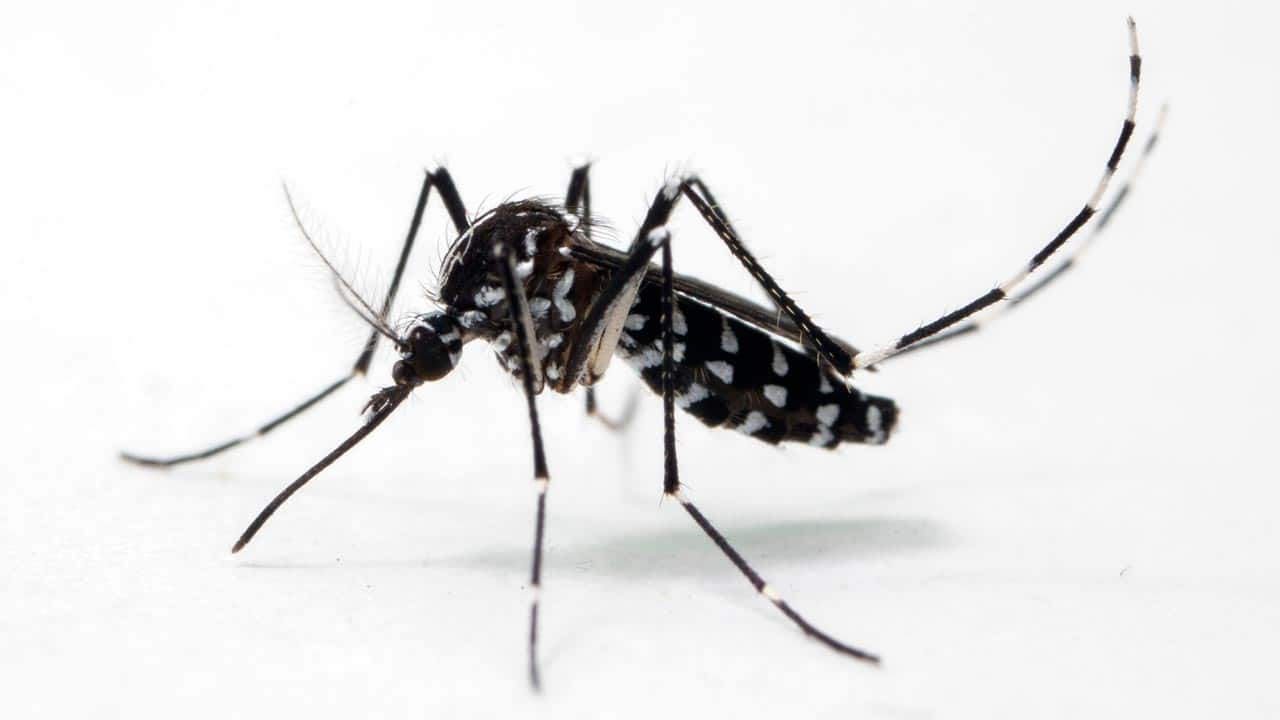 Die Asiatische Tigermücke bringt das Dengue-Fieber nach Europa!