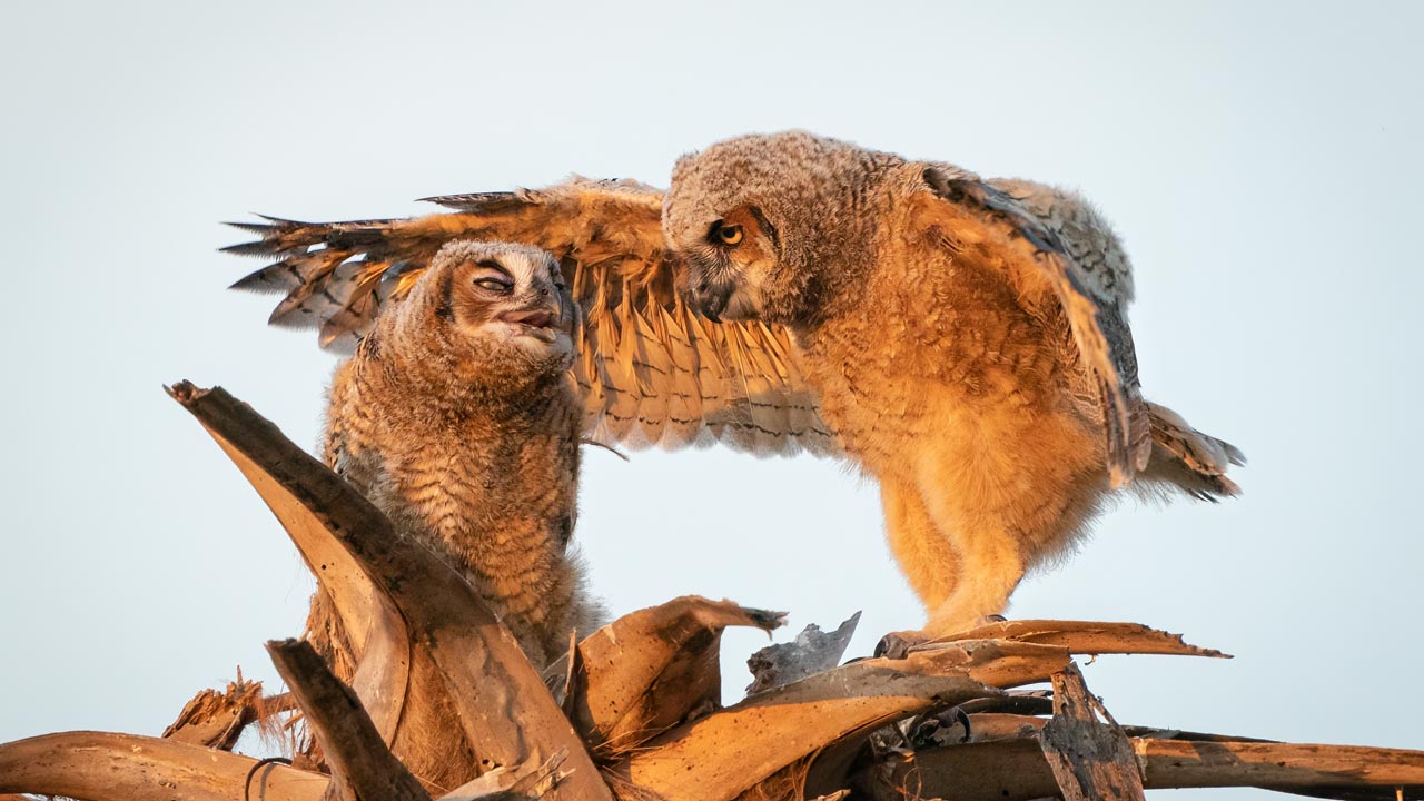 Comedy Wildlife Photography: Stimme jetzt für die lustigsten Tierfotos des Jahres ab