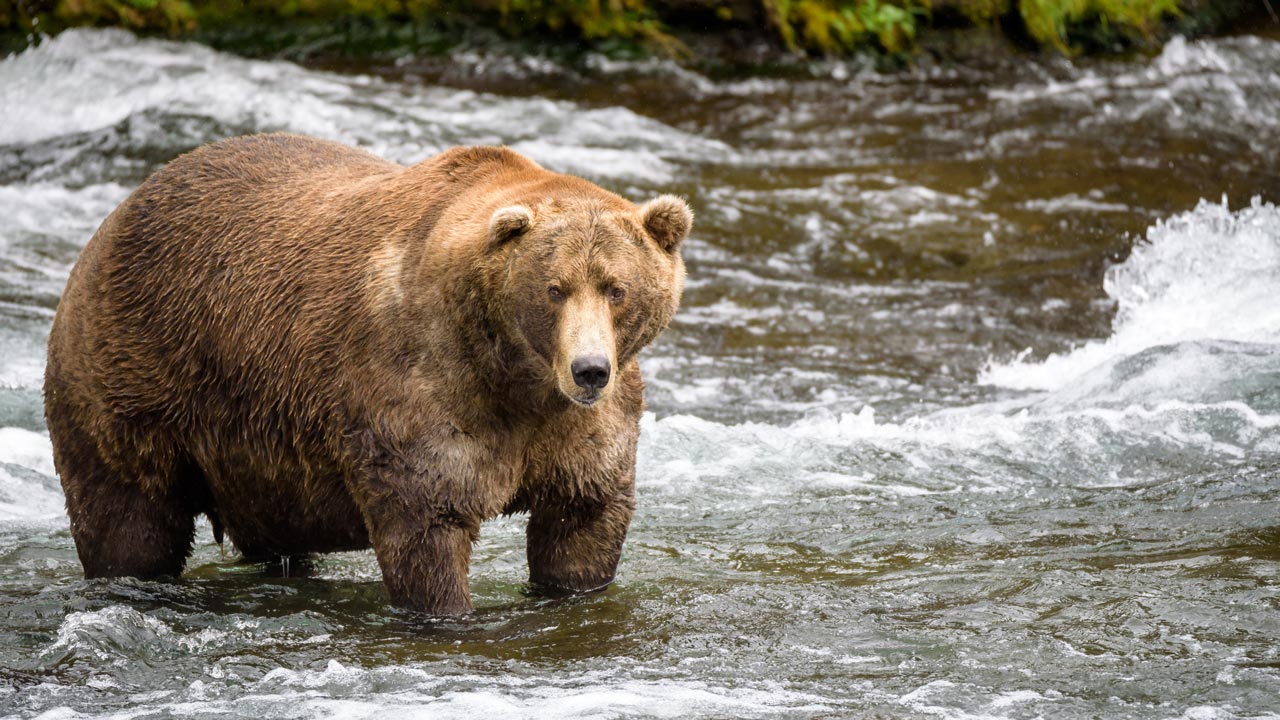 «Fat Bear Contest»: Wer ist der fetteste Bär in Kanada?