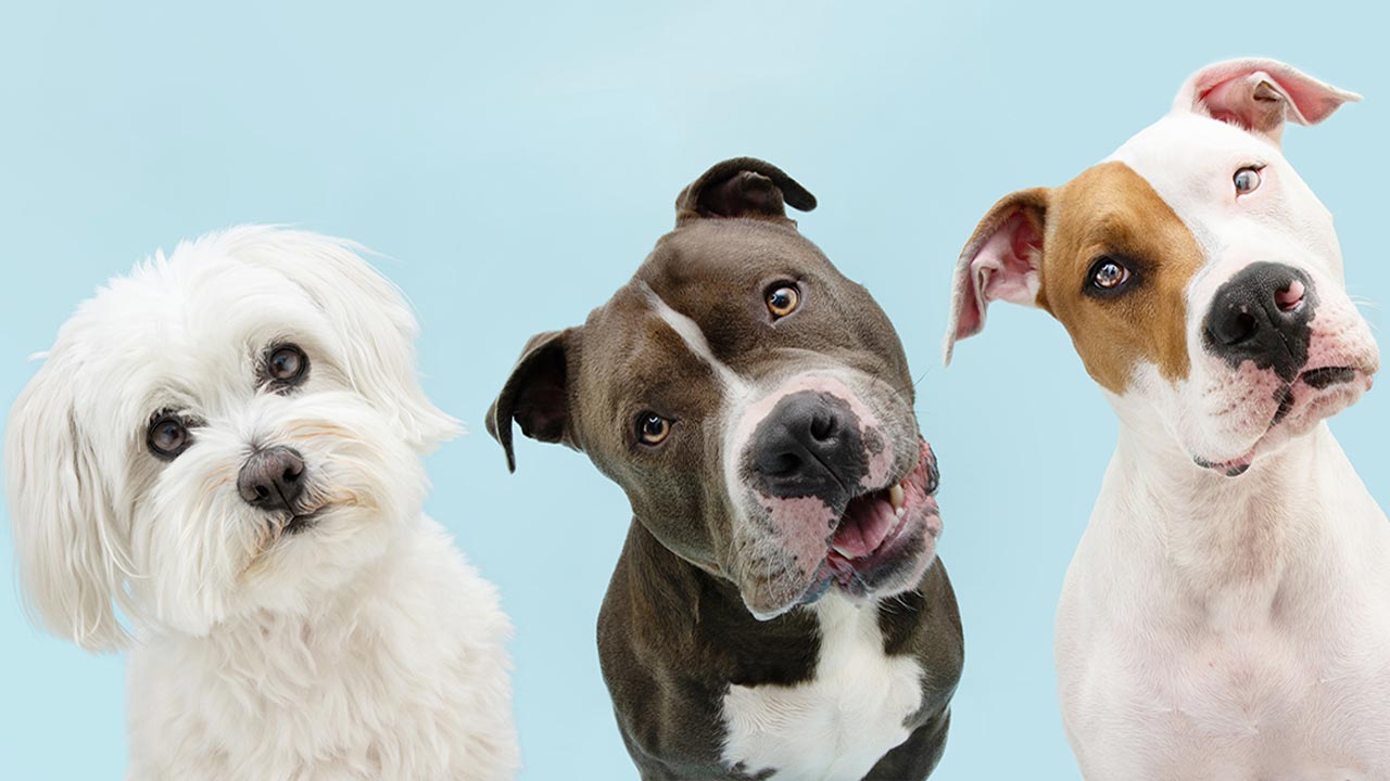 «Hundewahlomat» zeigt, welcher Hund zu dir passt
