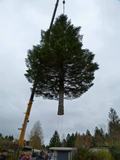 christbaum für münchen 2023 schwebend