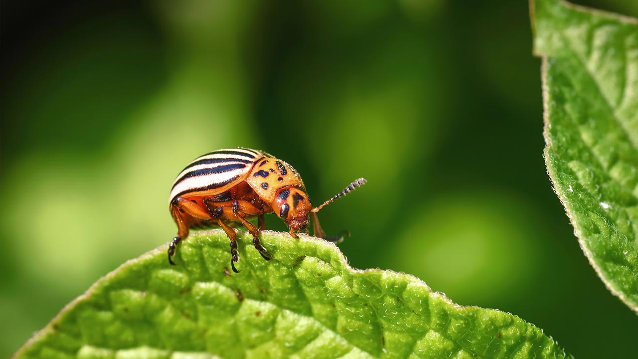 Auch Insekten sollte es im Winter gut gehen