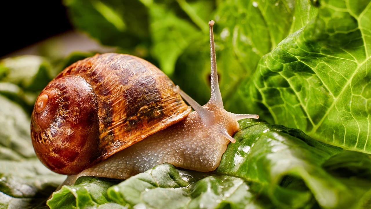 Verhindere das ständig Schnecken dein Hochbeet ruinieren.