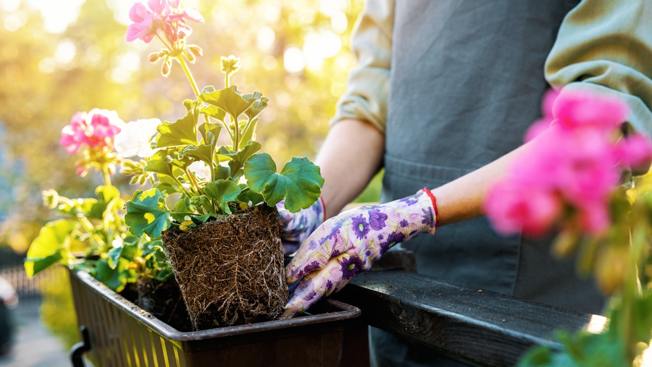 Wie du deine Balkonpflanzen ohne Sauerei einsetzt