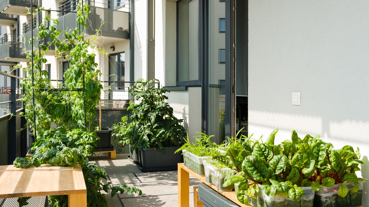 Micro-Gardening ist der neue Trend in der Stadt